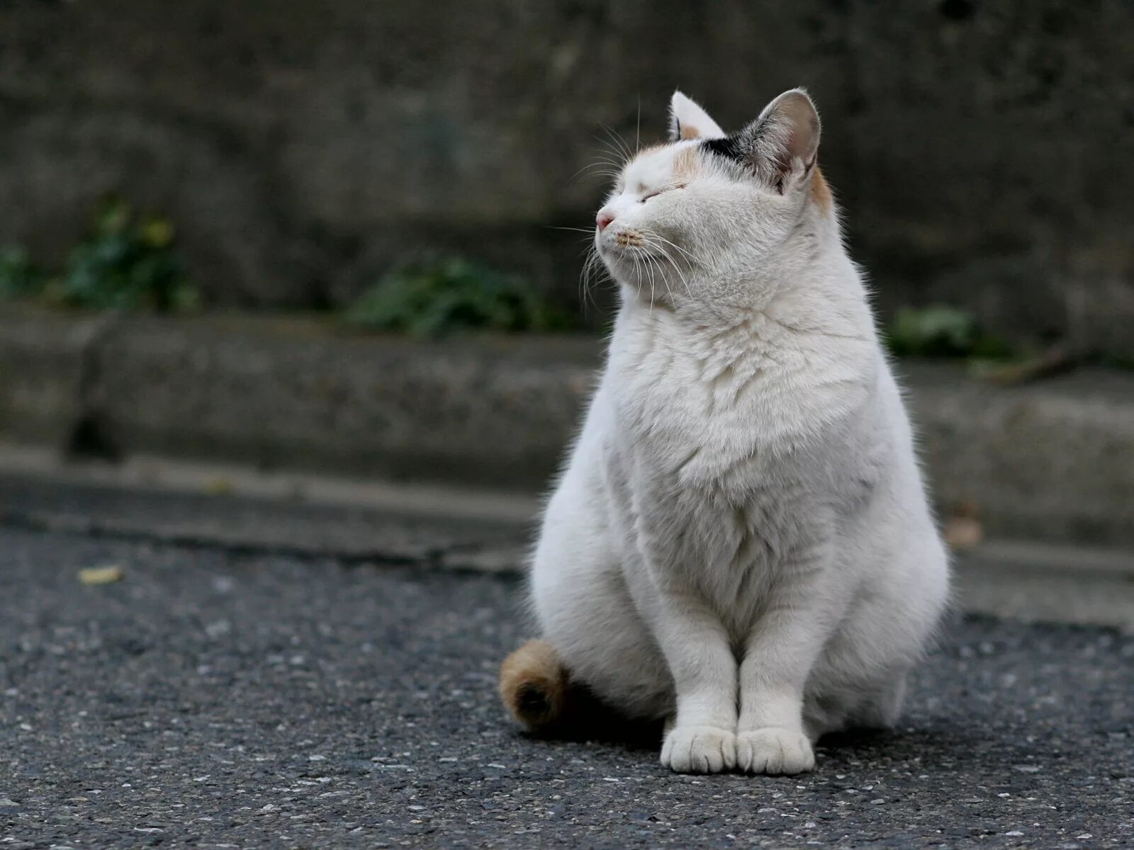 Белый кот мурзик. Толстый кот. Уличные коты. Обиженный котик. Сидячая кошка.