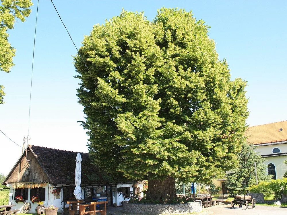 Деревьев на 15 20