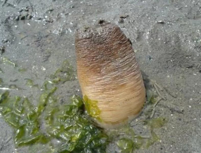 Моллюски в почве. Гуидак-Дальневосточный моллюск. Гуидак Королевский моллюск. Земляная уточка моллюск.
