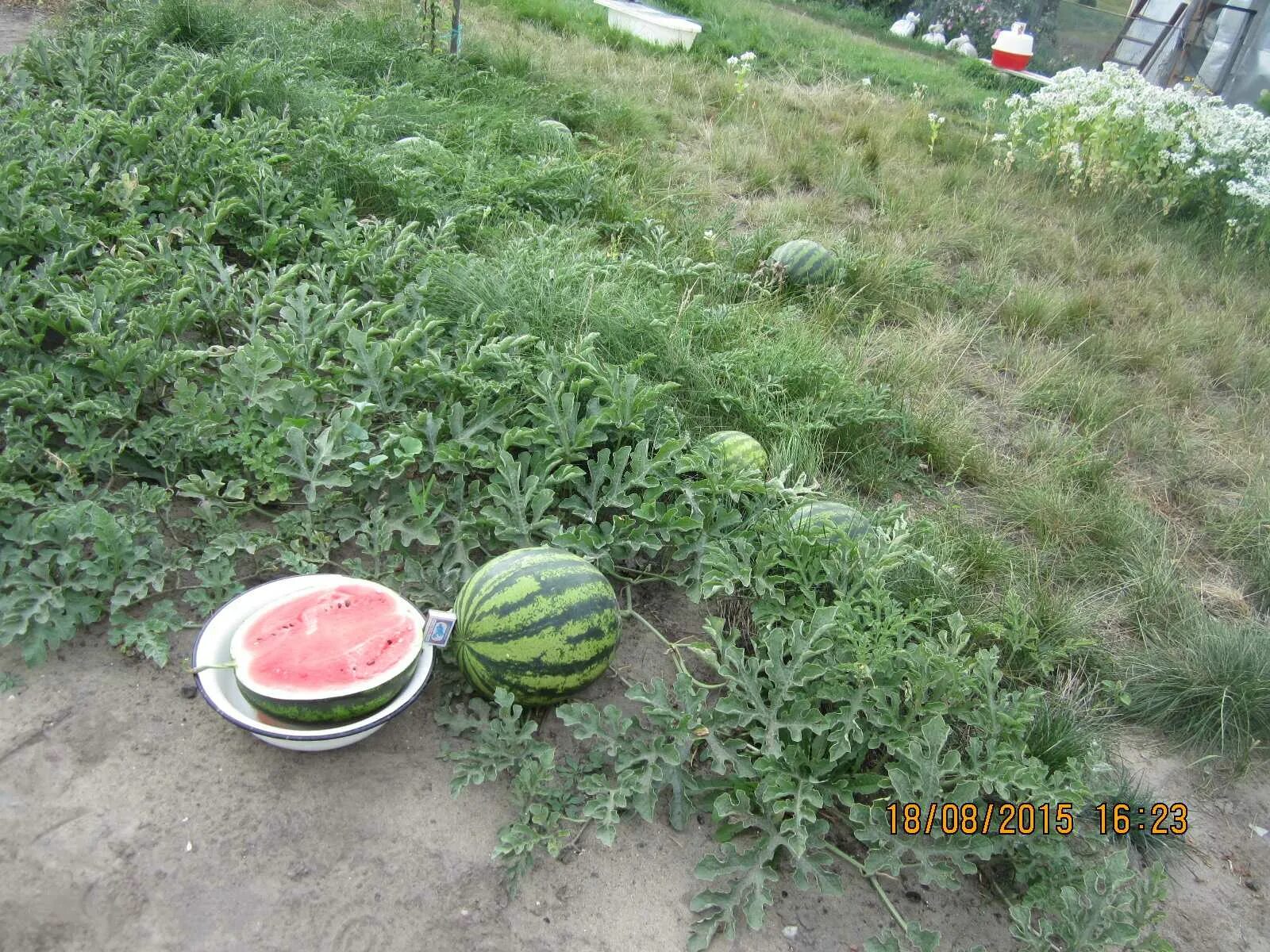 Можно ли сажать арбузы рядом. Арбуз на грядке. Арбуз на огороде растет. Грядка для арбузов. Посадка арбуза.