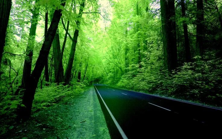 dark forest Forest background, Forest wallpaper, Fantasy forest