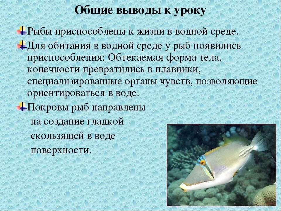 Водная среда обитания вывод. Рыбы в водной среде. Среда обитания рыб. Водная среда обитания рыбы. Приспособление формы тела рыбы.