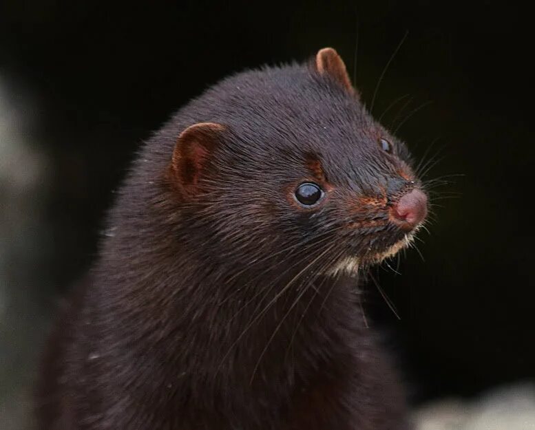 10,000 mink are running amok in Ohio after being let loose from their farm