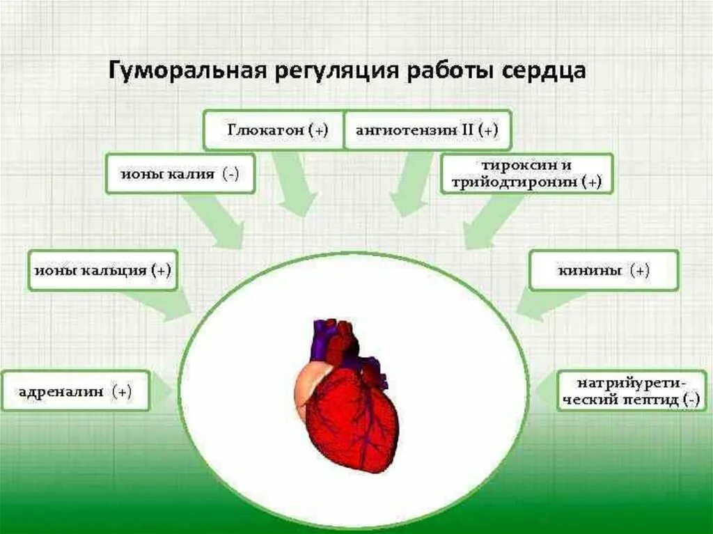 Гуморальная регуляция работы сердца человека. Гуморальная регуляция сердечной деятельности. Гуморальная регуляция сердца физиология. Гуморальные влияния на деятельность сердца. Гуморальный механизм регуляции сердца.