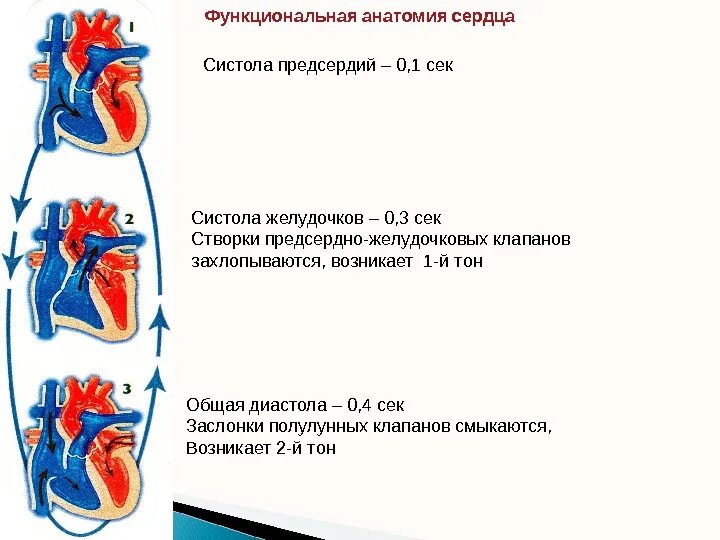 Систола предсердия человека. Систола желудочков предсердий и диастола. Систола предсердий тон сердца. Систола желудочков клапаны. Продолжительность систолы и диастолы желудочков и предсердий.