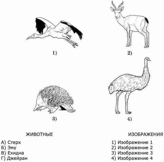 Стерха, эму, ехидны и Джейрана. ВПР животные. Где обитают стерха и Джейрана. Изображение стерха и Джейрана.
