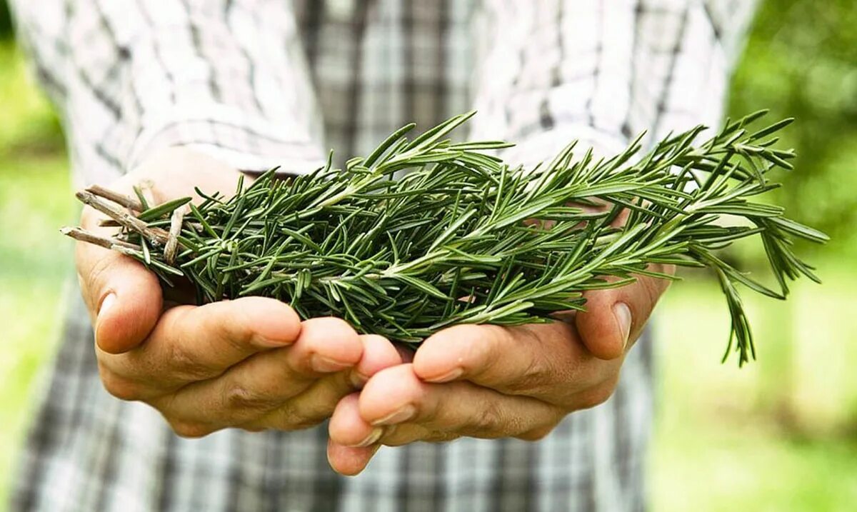 Лекарственные растения для улучшения зрения. Травы для повышения либидо. Майоран и орегано приправа. Растения для повышения потенции. Комнатный цветок алоэ столетник.