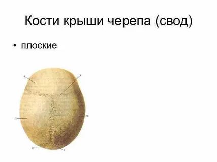 Свод черепа кости