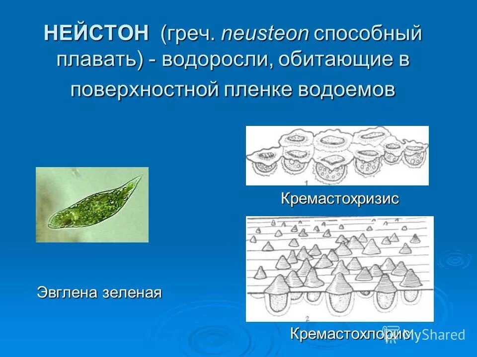 Распространение водорослей в природе. Распространение водорослей. Экология водорослей. Распределение водорослей на глубине. Псилофиты кембрия.