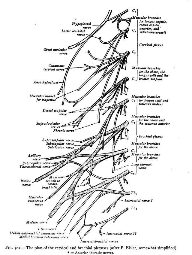 Plexus arteriosus. Спинномозговые нервы. сплетения / spinal nerves. plexuses. plexus cervicalis схема. 8 шейный нерв. plexus lumbalis схема.