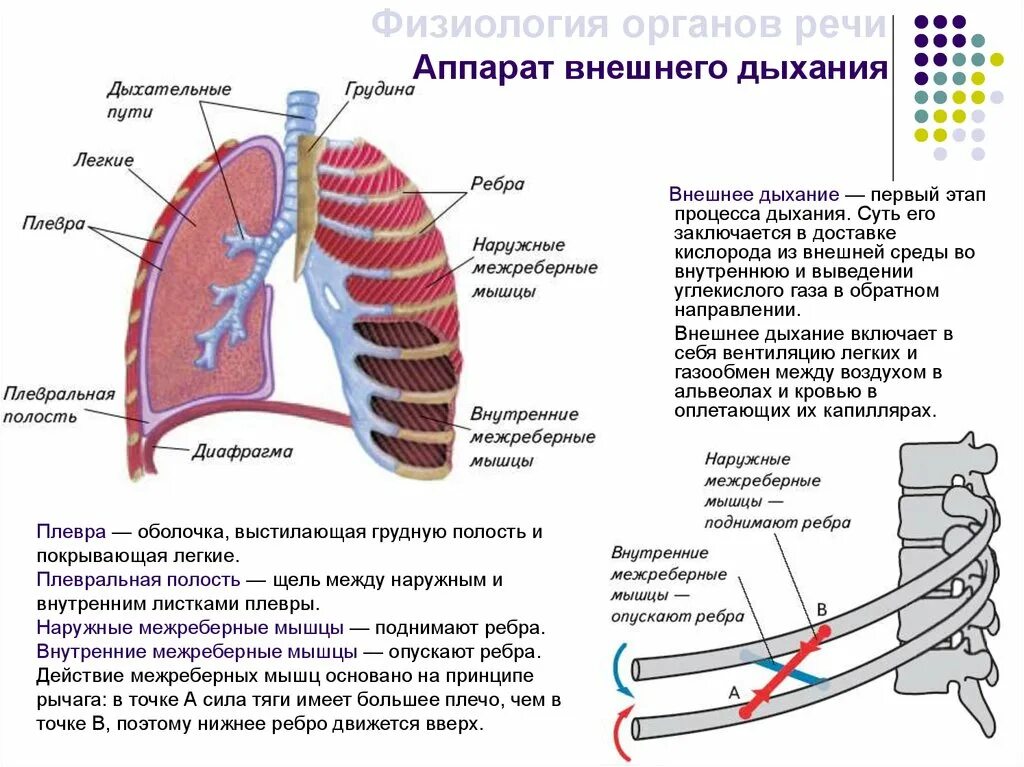 Дыхание внешнее и внутреннее схема. Аппарат внешнего дыхания физиология. Структура аппарата внешнего дыхания. 2. Аппарат внешнего дыхания, его структура и функция. Особенности внутреннего дыхания