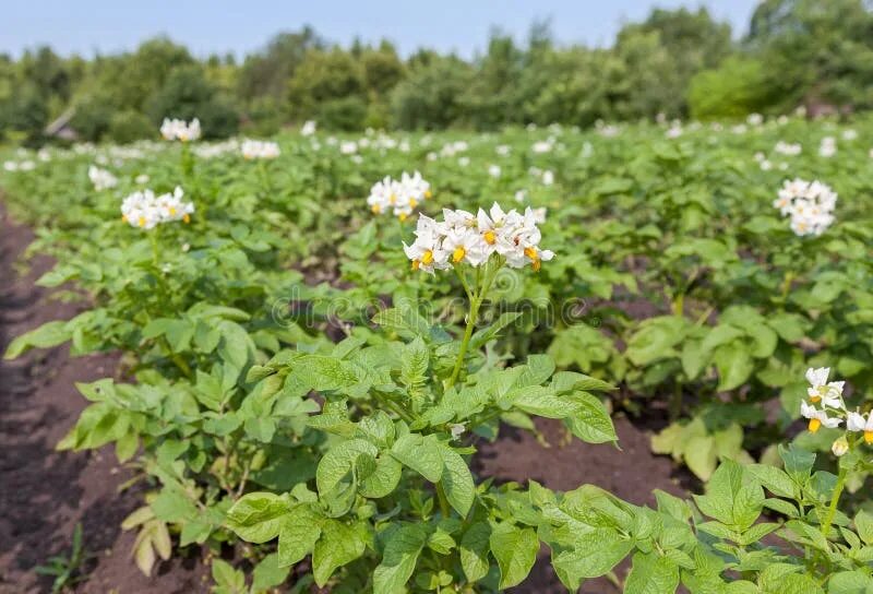 Почему картошка зацвела второй раз. Картофель куст. цветущая картошка. цветущий куст картошки. картофель цветет.