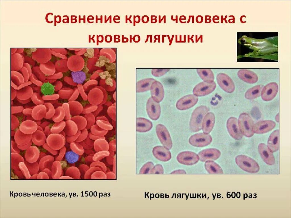 Лабораторная работа сравнение крови лягушки и человека. Форма эритроцитов в крови лягушки. Клетки крови человека и лягушки под микроскопом. Клетки крови человека и клетки крови лягушки рисунок. Строение эритроцита крови лягушки.