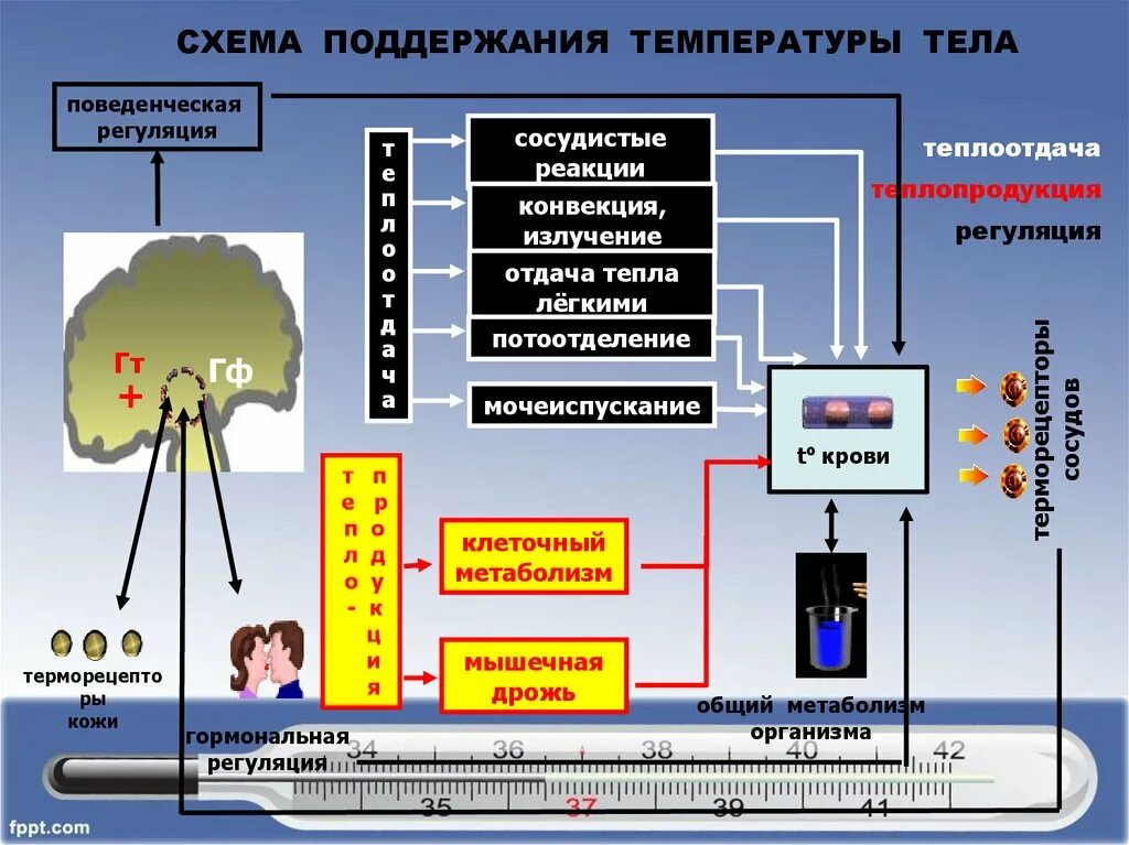 Схема поддержания температуры тела. Функциональная система поддержания температуры тела. Принципиальная схема поддержания температуры тела. Схема функциональной системы терморегуляции.