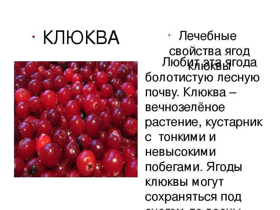 Полезные ягоды. Клюква полезные свойства ягод. Клюква характеристика. Клюква характеристики целебные.