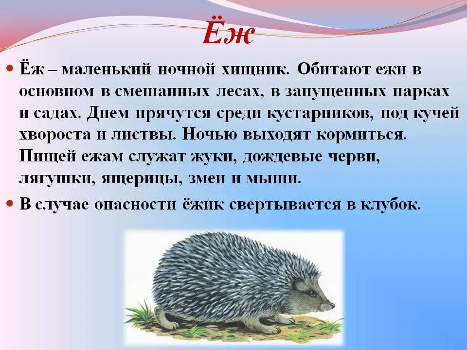 Ежик краткое содержание. Рсссказпро Ёжика для детей. Еж рассказ. Доклад про ежика. Еж описание для детей.