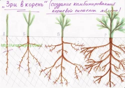 Какие корни у каштана. Каштан дерево бонсай. Корневая система каштана конского. Какие корни у каштана. Вяз гладкий корневая система.