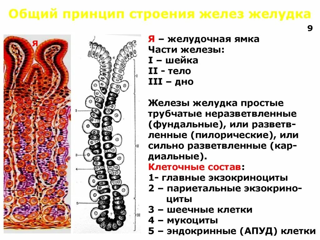 Строение желез желудка. Схема строения фундальной железы желудка. Фундальные железы желудка гистология. Строение собственных желез желудка гистология. Строение слизистой желудка гистология.