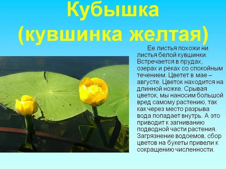 Кувшинка относится к группе. Кувшинка желтая кубышка красная. Кувшинка белая и кубышка желтая. Кубышка жёлтая красная книга. Кувшинка желтая кубышка красная книга.