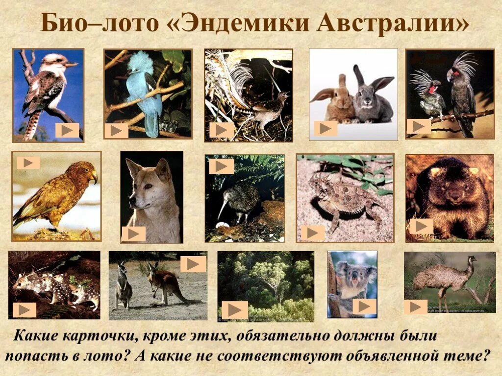 Какое животное не является эндемиком австралии. Животные эндемики австралии. эндемики австралии животные и растения. карточки. животные австралии. реликты и эндемики австралии.