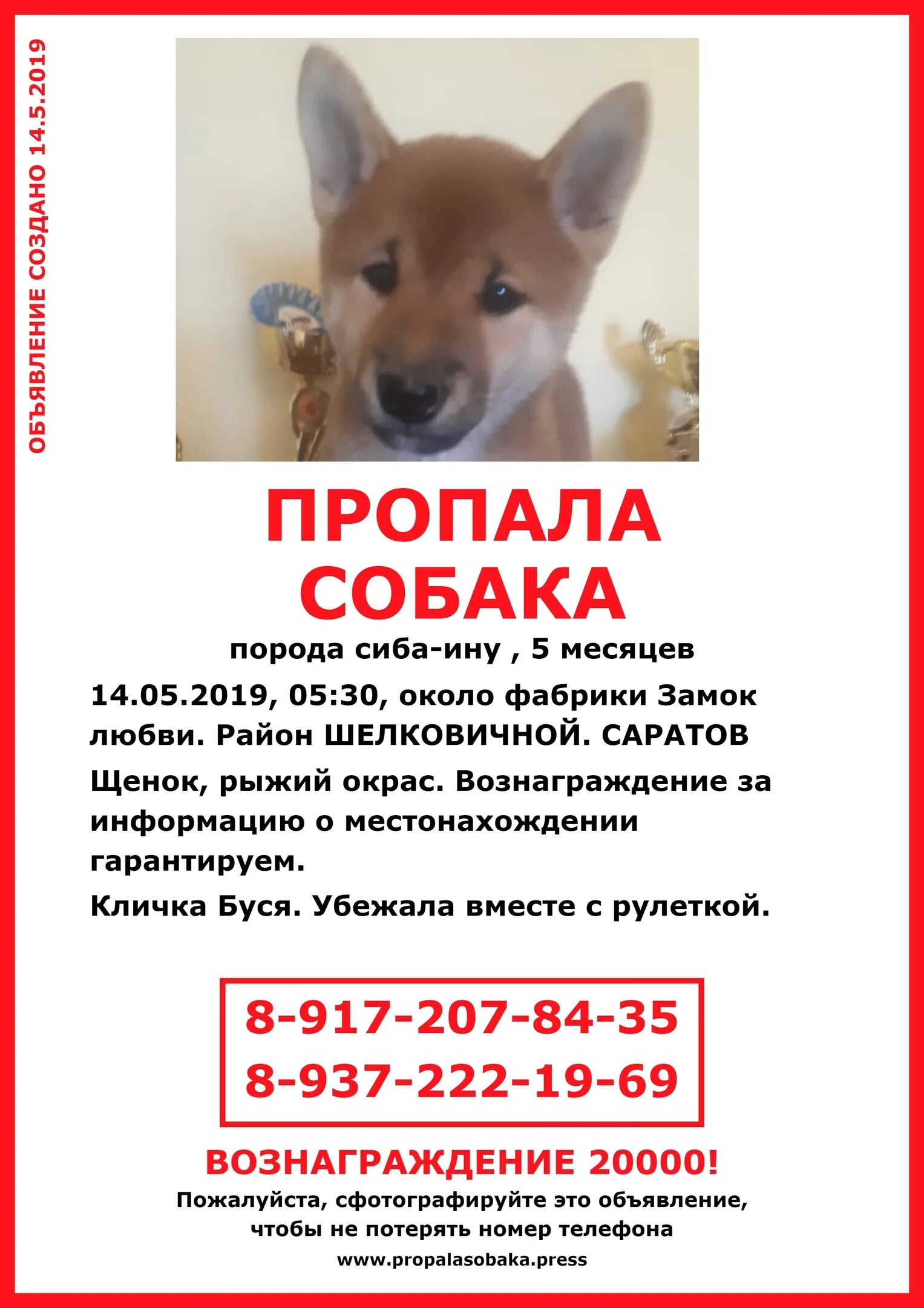 Объявление о пропаже собаки образец. Объявление о пропаже собаки. потерялась собака объявления. потеря собаки объявления. объявление пропала собака.