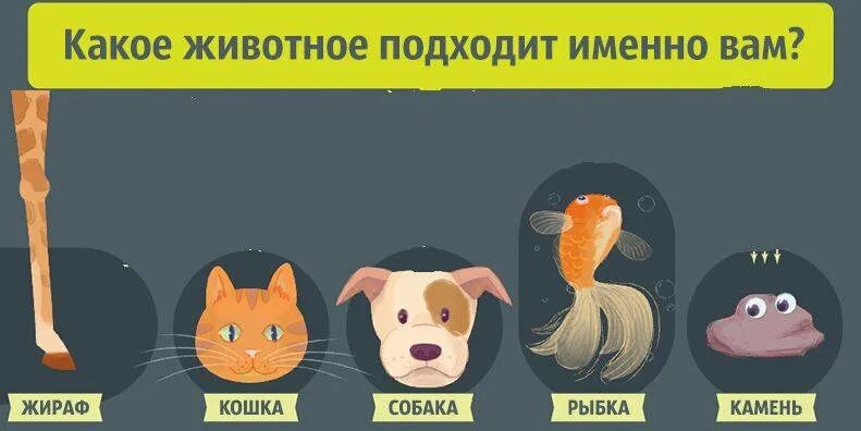 Животные по характеру. Какое животное подходит. Тест какое ты животное. Тестирование на домашних животных..