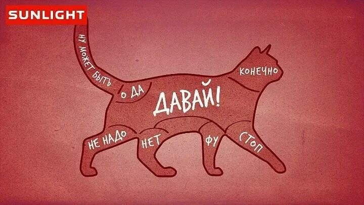 Почему приятно гладить. Где гладить кошку. где можно гладить кошта. где кошкам нравится когда их гладят. где можно гладить котов.