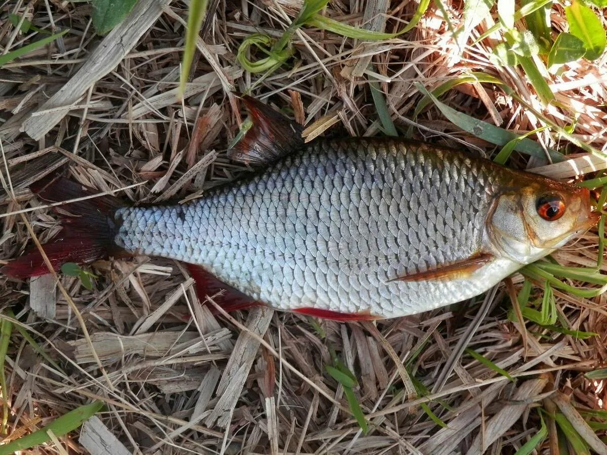Плотва в воде. Красноперка scardinius erythrophthalmus. плотва и красноперка. красноперка озерная. красноперка волжская.