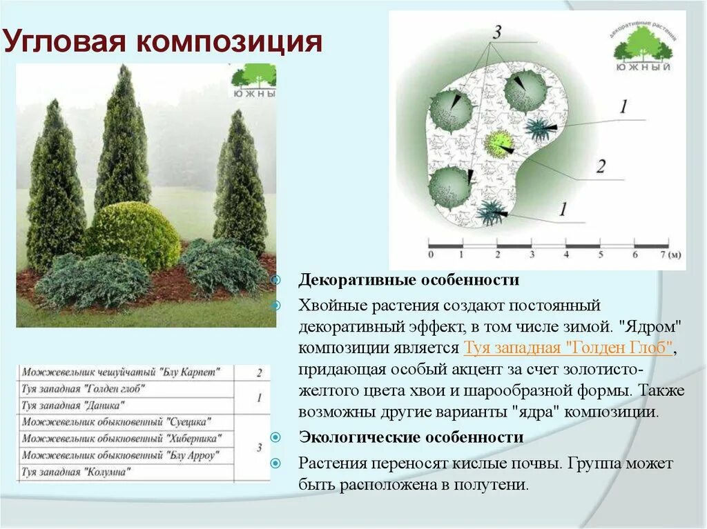 Хвойные композиции с описанием. Угловая композиция из хвойных. Угловая композиция из хвойных и кустарников. Хвойная композиция схема. Хвойные схема