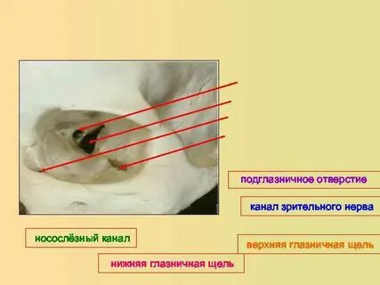 Верхняя щель