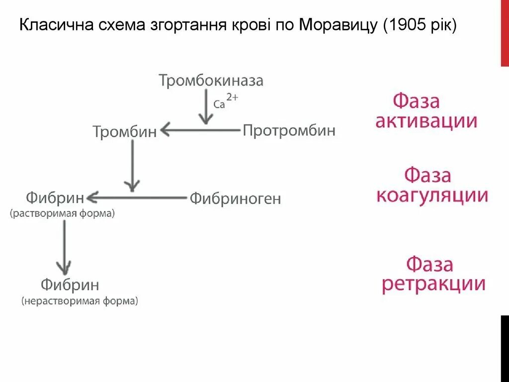 Схема свертывания крови образование сгустка. Процесс свертывания крови схема. Фазы свертывания крови схема. Классическая схема свертывания крови по Моравицу.