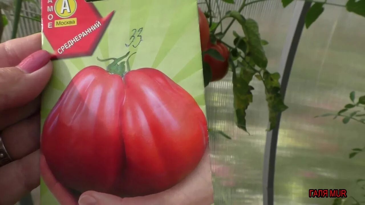 Мясистые томаты для теплицы. Томат миранда. томаты мясистые для открытого грунта. крупные сорта помидор для теплиц. самые урожайные крупные сорта томатов.