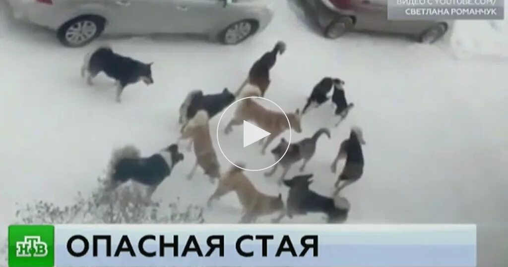 Нападение собак видео. Стая собак. Нападение стаи собак на людей. Стая собак нападает на человека. Стая собак напала на ребенка.