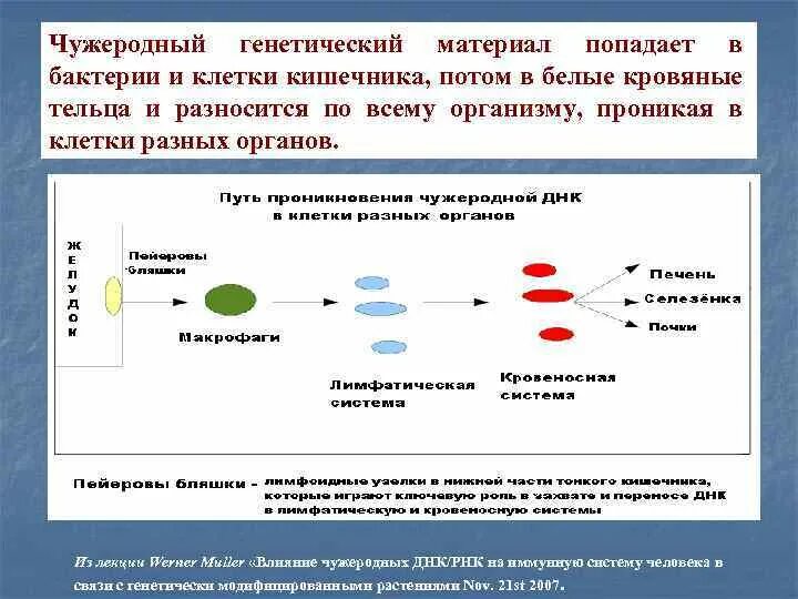 Есть ли наследственный материал у бактерий. Генетический материал. Генетический материал клетки. Защищают организм от чужеродных бактерий. Функции генетического материала.