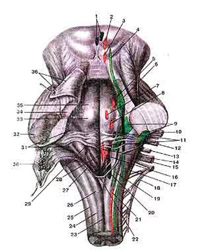 Ядра черепных нервов моста. Ромбовидная ямка продолговатого мозга анатомия. Ромбовидная ямка (Fossa rhomboidea). Fossa rhomboidea ядра. Ромбовидная ямка продолговатого мозга ядра.