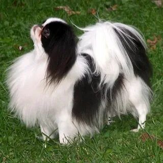 Японский хин отзывы