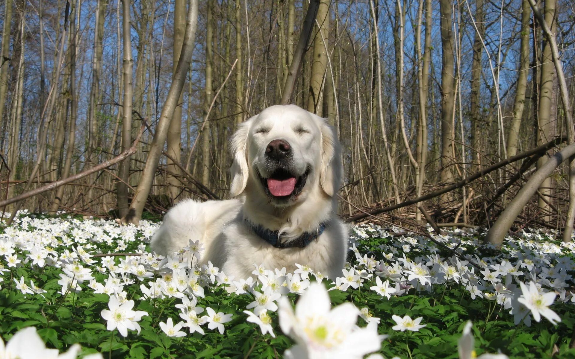 Красивые собаки. Собака на природе. Собаки весной картинки
