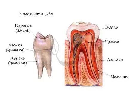Коронка зуба покрыта эмалью