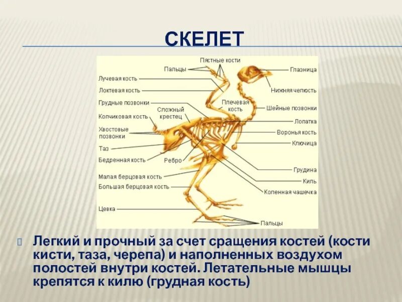 Для чего служит киль у птиц. Кости наполненные воздухом у птиц. Тип Хордовые класс птицы. Что внутри костей у птиц. Костный киль летательные мышцы.