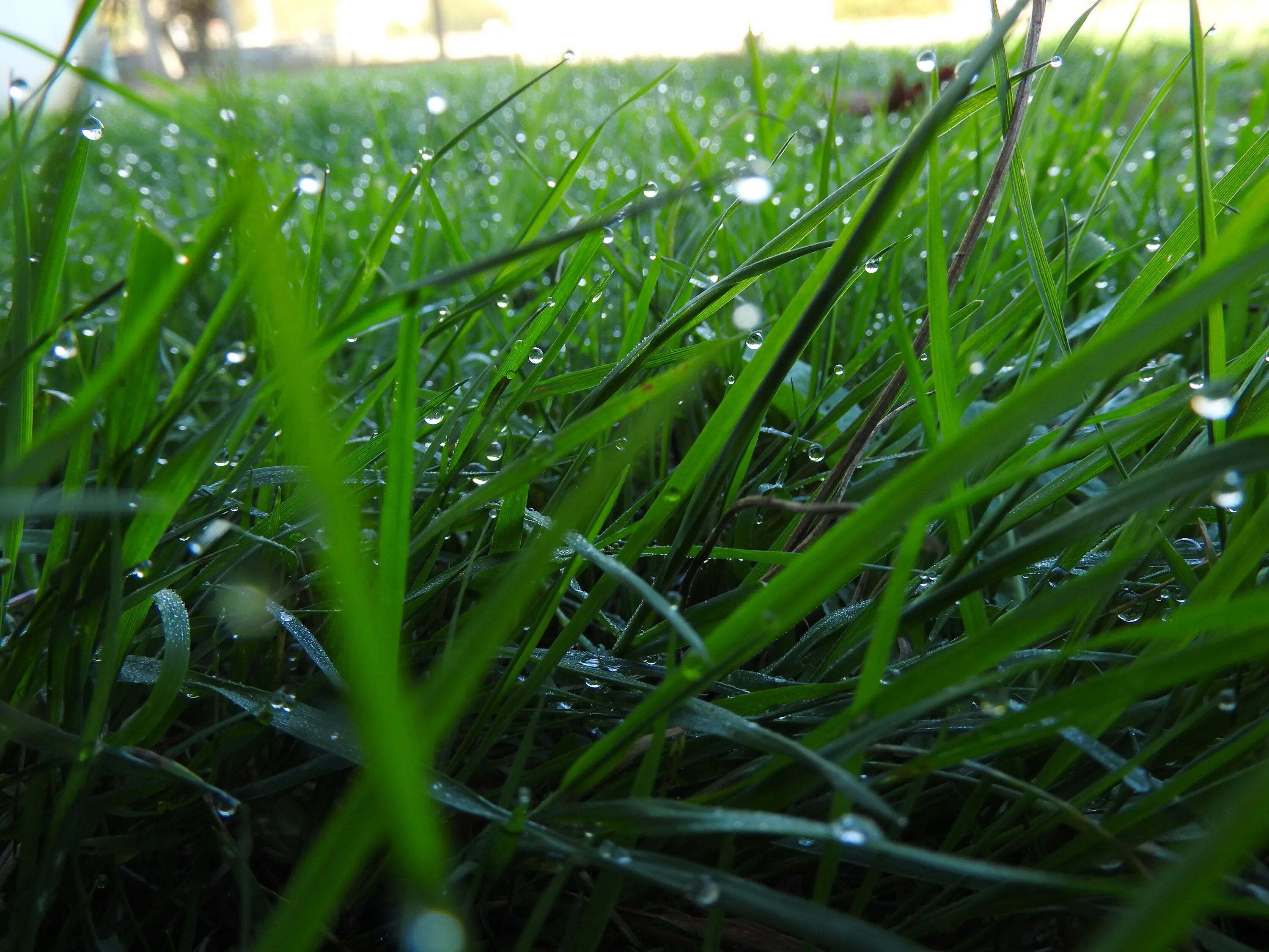 Роса влажность. Роса на траве у воды. Утренняя роса. Влажность фото. Утренняя роса 2