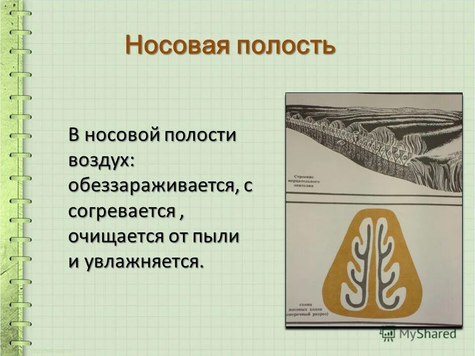 В носовой полости воздух очищается. Воздух очищается увлажняется. В каком органе дыхания воздух согревается. В носовой полости воздух согревается и очищается от пыли. Воздух очищается согревается