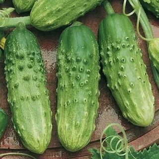 Огурцы сорт аннушка