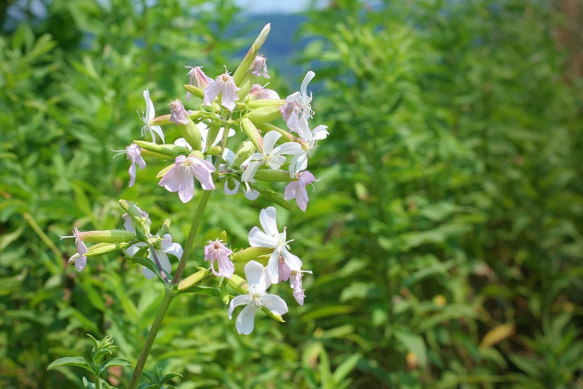 Мыльнянка базиликолистная. Цветок мыльнянка (saponaria officinalis. Мыльнянка брессингем. Цветок мыльнянка (saponaria officinalis. Мыльный цветок растение.