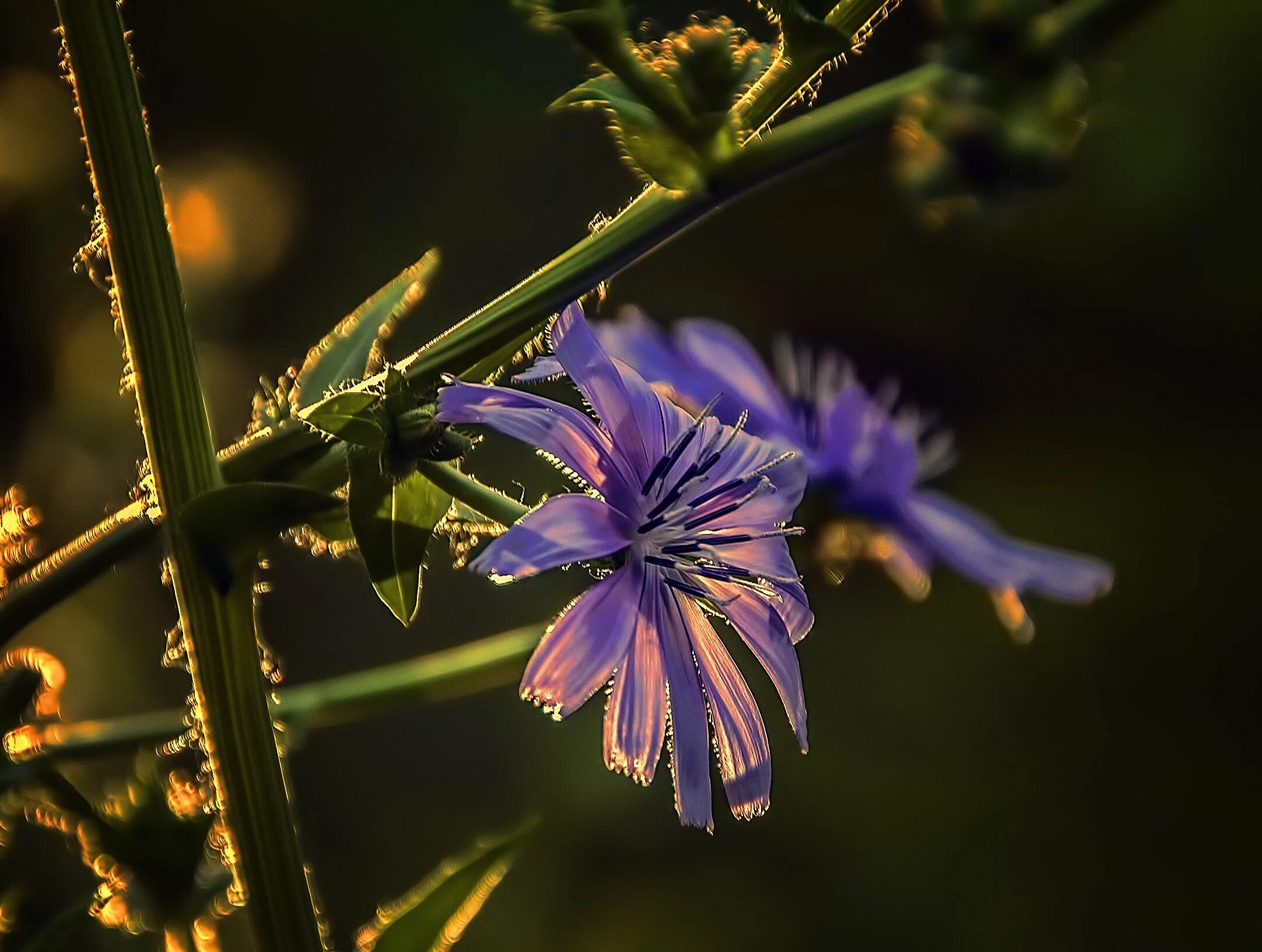 Цикорий соцветие. Цикорий луговой. Цикорий соцветие. Цикорий обыкновенный cichorium intybus. Цикорий луговой.