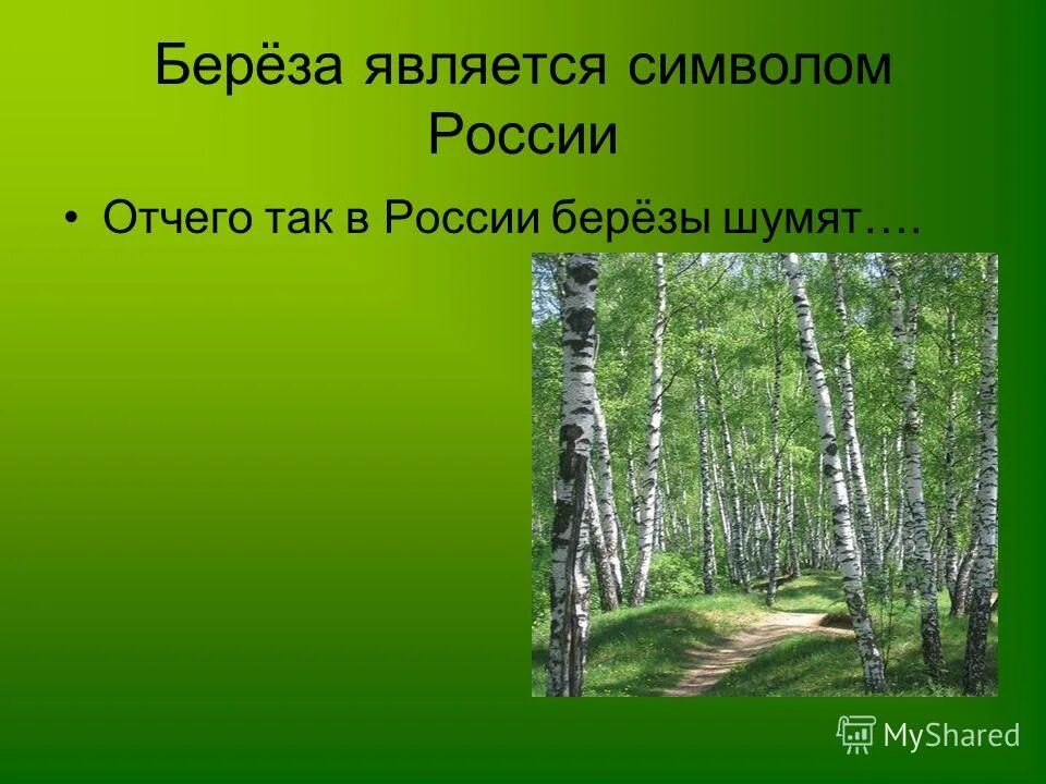 Почему березу считают. Почему березу считают