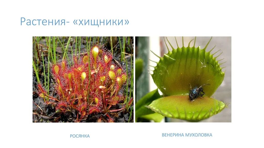 Плотоядные паразиты