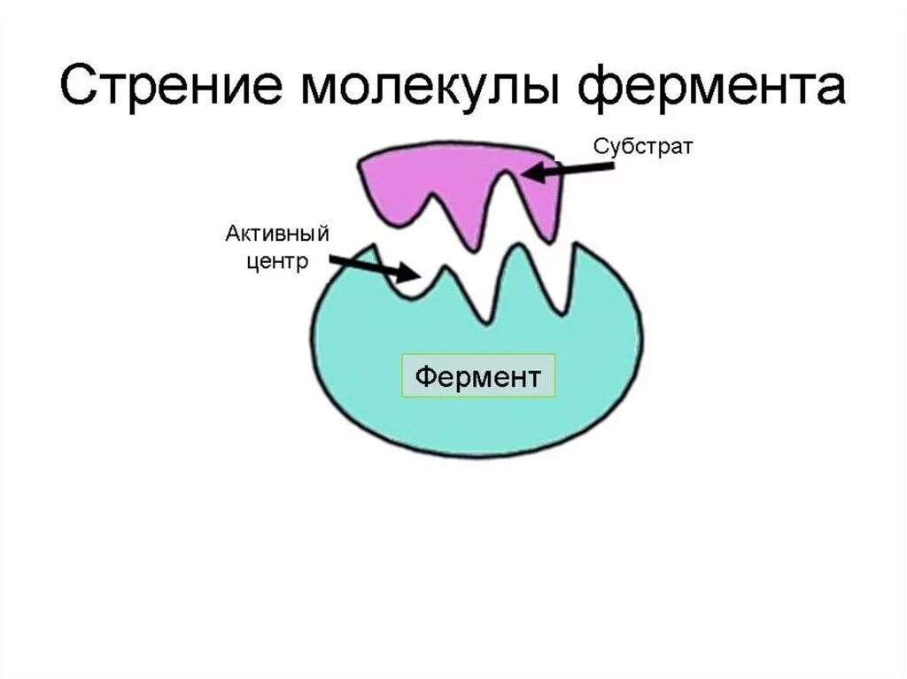 Активная группа фермента