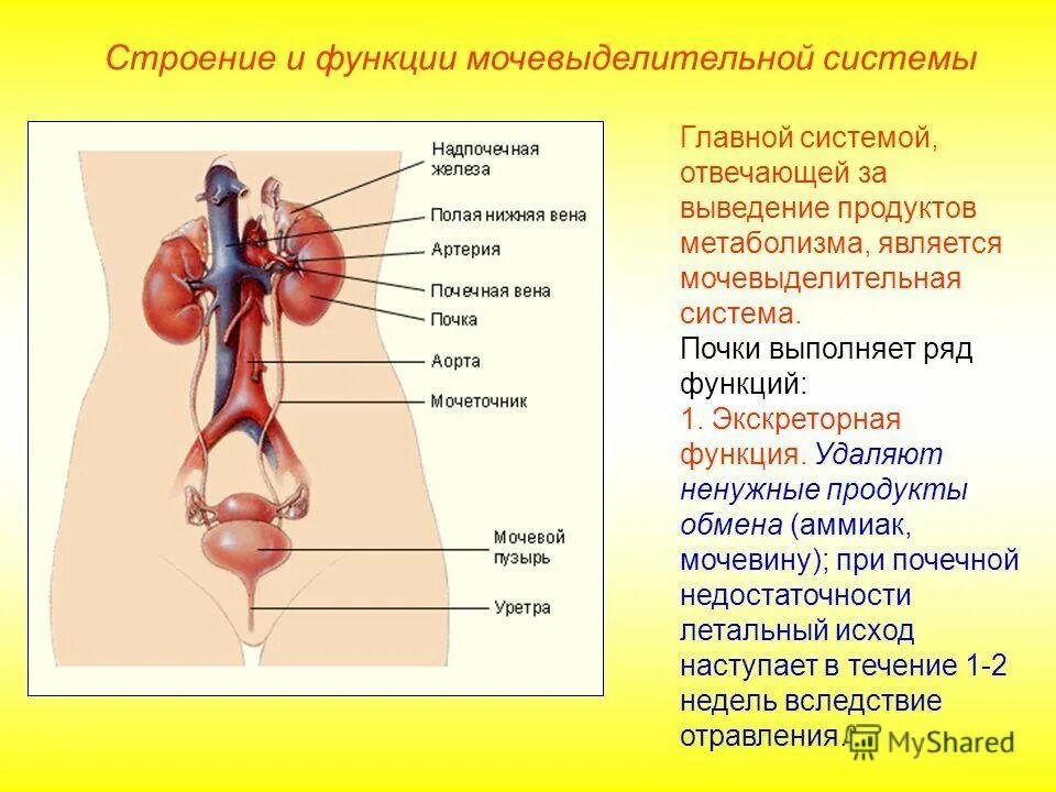 Какие системы органов выполняют выделительную функцию. Общая схема мочевыделительной системы. Мочевыделительная система строение. Анатомия мочевыделительной системы. Строение мочевыделительной системы человека.