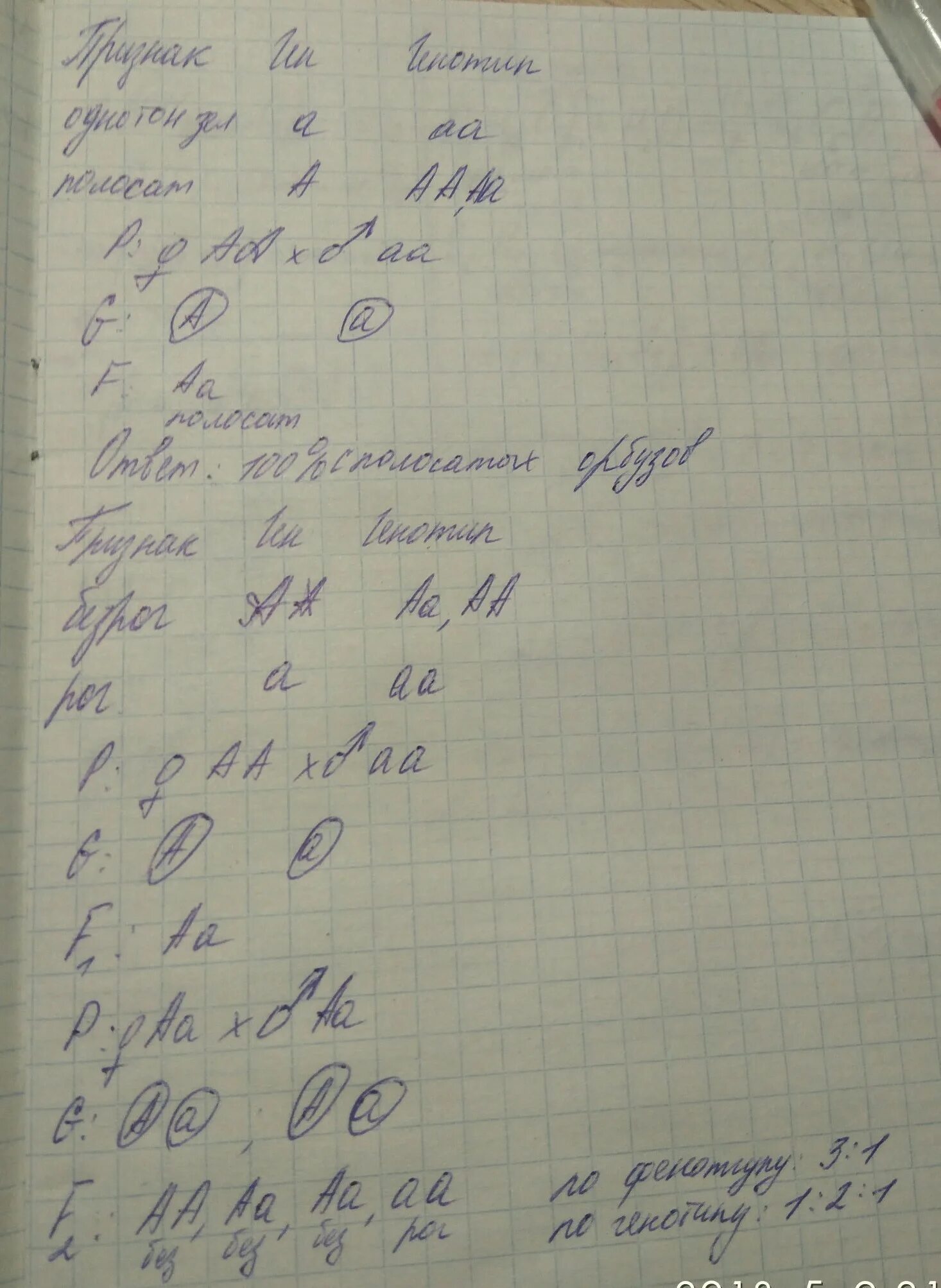 Какое потомство получится при скрещивании гомозиготной