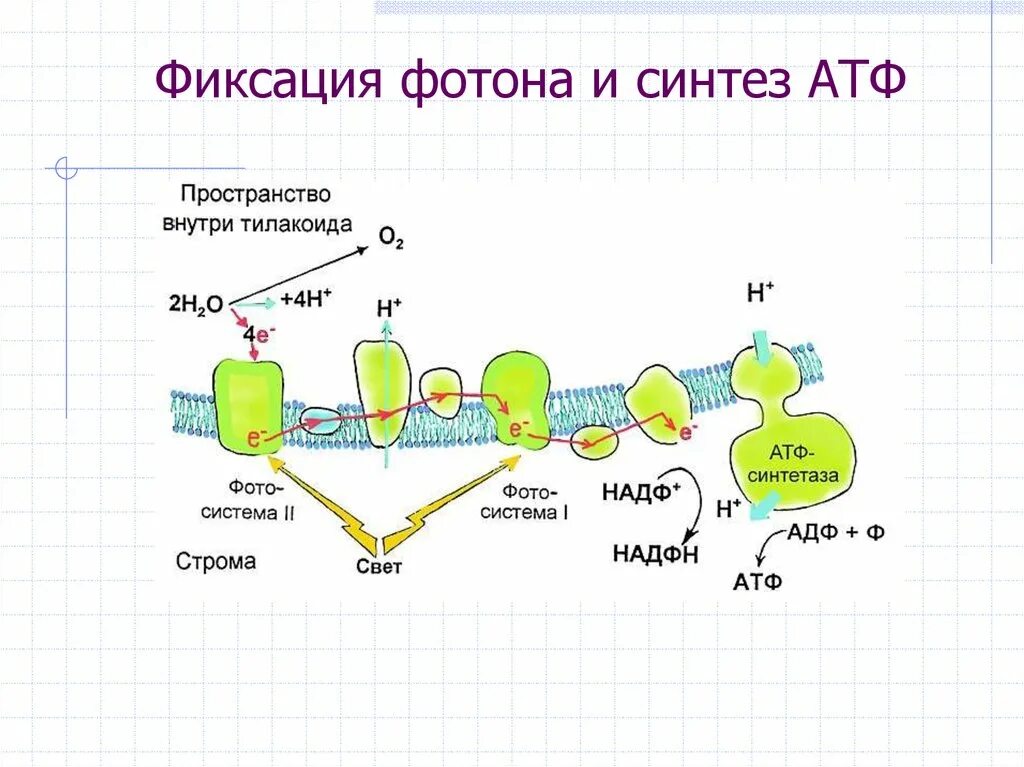 Синтез атф является. Синтез атф фотосинтез. фотосистема 2 схема реакции. атф синтетаза фотосинтез. синтез атф схема.
